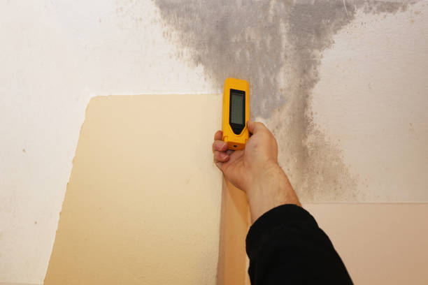 Best Industrial Mold Remediation  in Irvine, KY