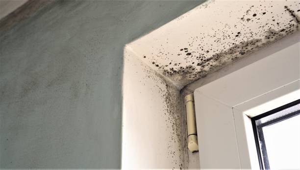 Best Emergency Mold Remediation  in Irvine, KY
